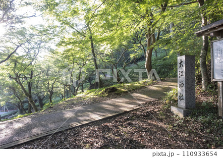 新緑の散歩道(打吹公園) 新緑の散歩道(打吹公園) 110933654
