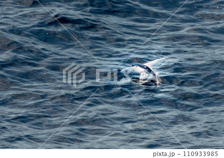 Flying fish jumping Kagoshima Japan 110933985