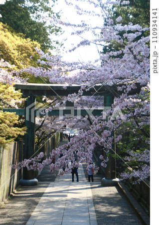 金刀比羅宮の桜（香川県・琴平町） 110934141