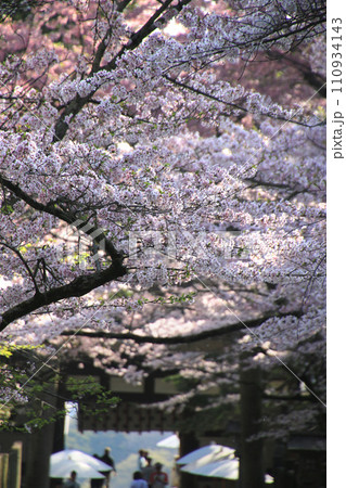 金刀比羅宮の桜（香川県・琴平町） 110934143