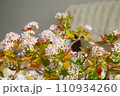 コインツリーの花 110934260