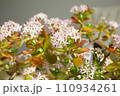 コインツリーの花 110934261