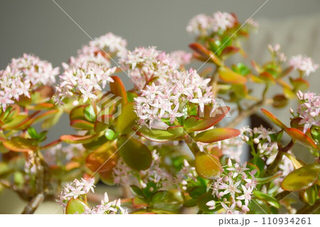 コインツリーの花 110934261