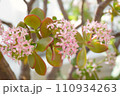 コインツリーの花 110934263