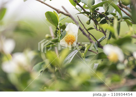 Green tea tree Flower fresh leaves in eco herbal farm. Tree tea plantations in morning sun light. Freshness herbal natural garden farmland. Drinking organic relax. Green tea tree in farm Green tea tree Flower fresh leaves in eco herbal farm. Tree tea plantations in morning sun light. Freshness herbal natural garden farmland. Drinking organic relax. Green tea tree in farm 110934454