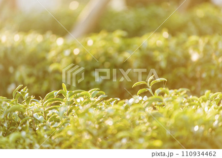 Green tea tree leaves field Fresh young tender bud herbal in farm on summer morning. Sunlight Green tea tree plant camellia sinensis in organic farm. Close up Tree tea plant green nature in morning Green tea tree leaves field Fresh young tender bud herbal in farm on summer morning. Sunlight Green tea tree plant camellia sinensis in organic farm. Close up Tree tea plant green nature in morning 110934462