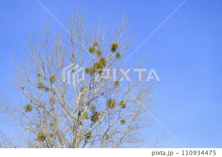 ヤドリギ 110934475