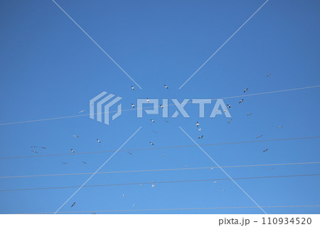空を飛んでいるカモメの群れ 110934520