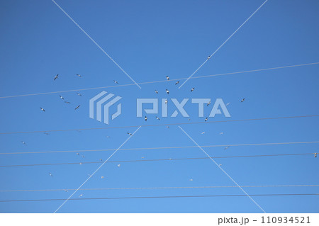 空を飛んでいるカモメの群れ 空を飛んでいるカモメの群れ 110934521