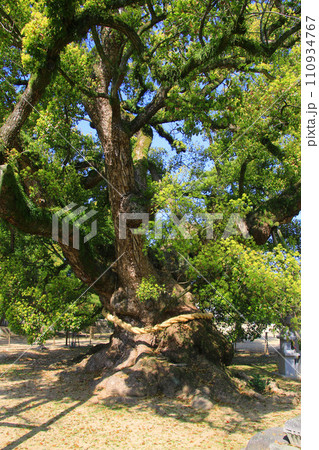 善通寺境内の大グス(香川県・四国遍路) 善通寺境内の大グス(香川県・四国遍路) 110934767
