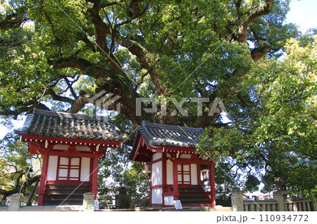 善通寺境内の大グス（香川県・四国遍路） 110934772