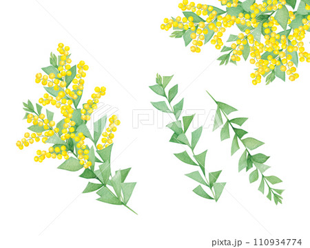 水彩手書きの三角葉アカシアの葉と花の素材 110934774