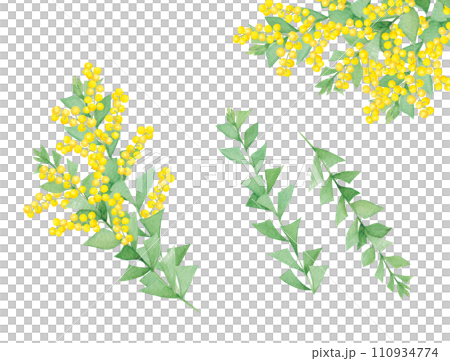 水彩手書きの三角葉アカシアの葉と花の素材 110934774