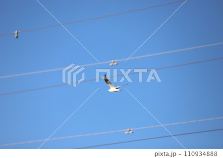 空を飛んでいるカモメ 110934888