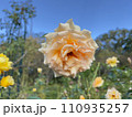 バレンシアというバラの花 110935257