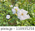 アイスバーグ白いバラの花 110935258