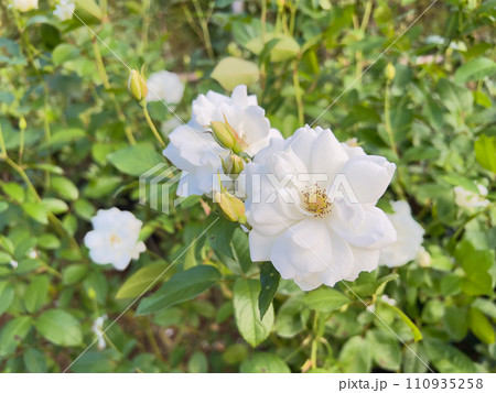 アイスバーグ白いバラの花 110935258