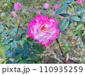 聖火という名のバラの花 110935259