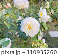 ボレロという名の白いバラ 110935260