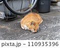 餌を食べる野良猫 110935396