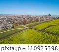 桜並木と菜の花畑のドローン空撮 110935398