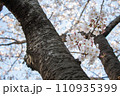 幹に咲く桜 110935399