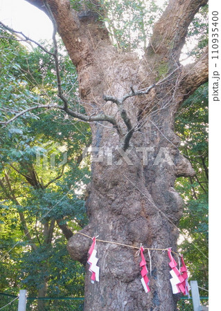 城山八幡宮（恋の三社巡り）連理木6 110935400