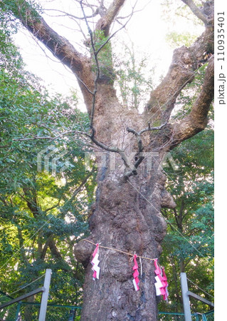城山八幡宮(恋の三社巡り)連理木5 城山八幡宮(恋の三社巡り)連理木5 110935401