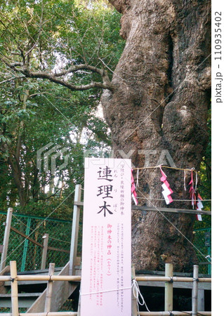 城山八幡宮（恋の三社巡り）連理木4 110935402