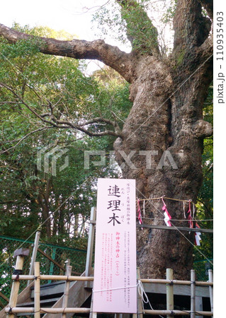 城山八幡宮(恋の三社巡り)連理木3 城山八幡宮(恋の三社巡り)連理木3 110935403