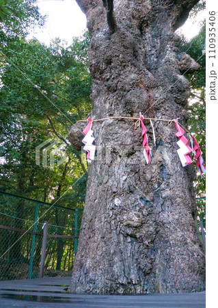 城山八幡宮（恋の三社巡り）連理木1 110935406