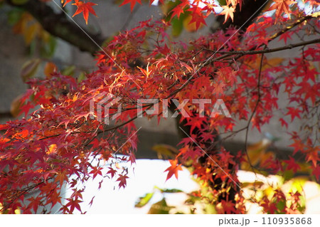 紅葉八幡宮境内の色鮮やかな赤い紅葉 紅葉八幡宮境内の色鮮やかな赤い紅葉 110935868