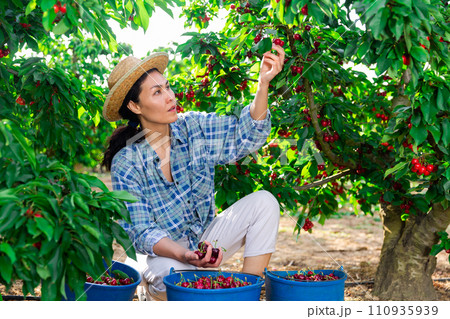 Asian female worker picking cherries in the farm garden Asian female worker picking cherries in the farm garden 110935939