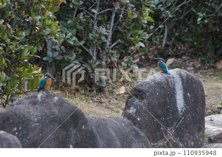 岩の上にとまるカワセミ 岩の上にとまるカワセミ 110935948