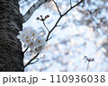 桜咲く 110936038