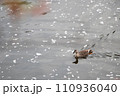 桜の花びらが流れる川で優雅に泳ぐ鴨 110936040