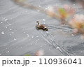 桜が流れる川で優雅に泳ぐカモ 110936041