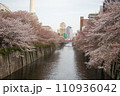 目黒川沿いに咲く桜 110936042