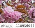 満開の八重桜 110936044