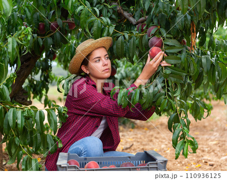 Young woman harvesting peaches Young woman harvesting peaches 110936125