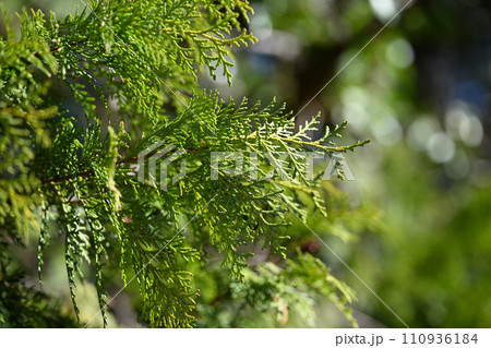 早春のヒノキ(檜)の葉 早春のヒノキ(檜)の葉 110936184