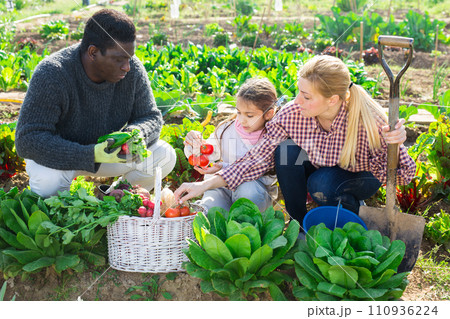 Multinational family communicates during a break from work in the vegetable garden Multinational family communicates during a break from work in the vegetable garden 110936224