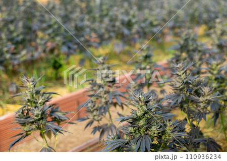 Cannabis scrubs on cultivation beds in greenhouse 110936234