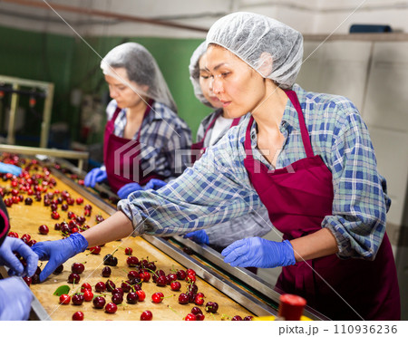 Group of warehouse workers sorting ripe cherry in fruit warehouse 110936236