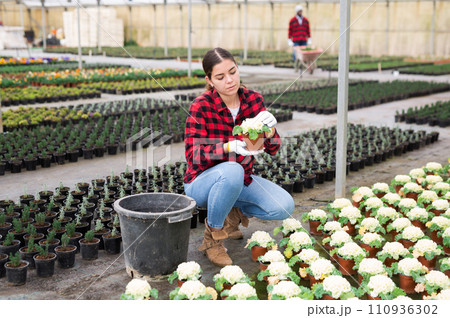 Woman caring for white cauliflower in greenhouse Woman caring for white cauliflower in greenhouse 110936302