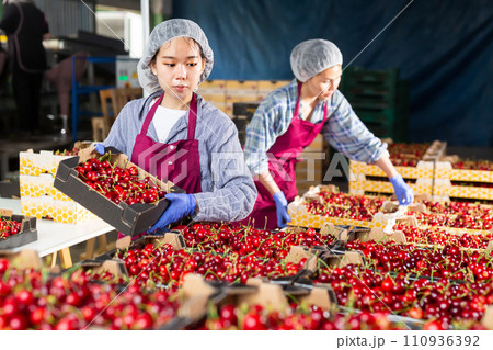 Asian woman sorting cherries 110936392
