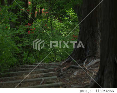 新緑の中を通る階段の小道 110936433