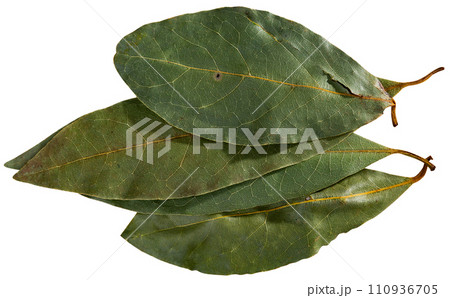 Image of bay leaves Image of bay leaves 110936705