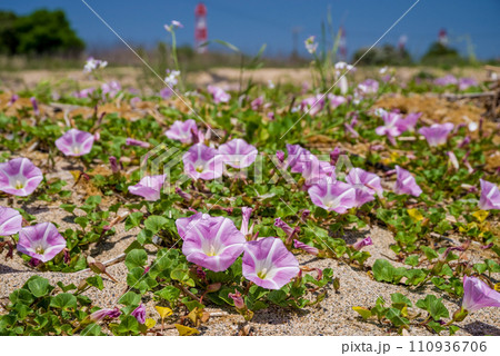 「ハマヒルガオ」四日市市吉崎海岸 「ハマヒルガオ」四日市市吉崎海岸 110936706