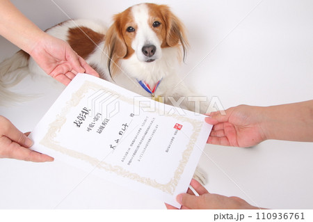 表彰状をもらう飼い主の横で伏せをするコーイケルホンディエ 110936761
